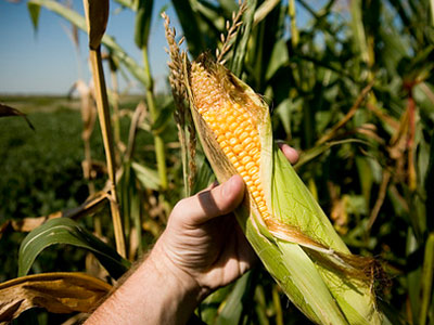 Holding a cob of corn in one on Iowa's corn fields - photo by Jeff Balke