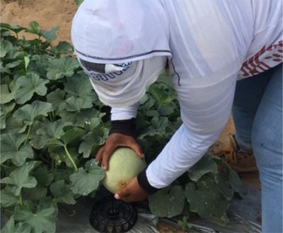 Fyffes Plantation Melon Farmer in Honduras
